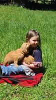 Dusty, a male Golden Retriever for sale in Shingletown, CA – 6 of 6