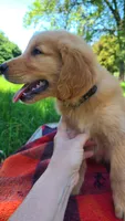 Dusty, a male Golden Retriever for sale in Shingletown, CA – 4 of 6