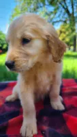 Dusty, a male Golden Retriever for sale in Shingletown, CA – 2 of 6