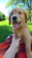 Dusty, a male Golden Retriever for sale in Shingletown, CA – 3 of 6