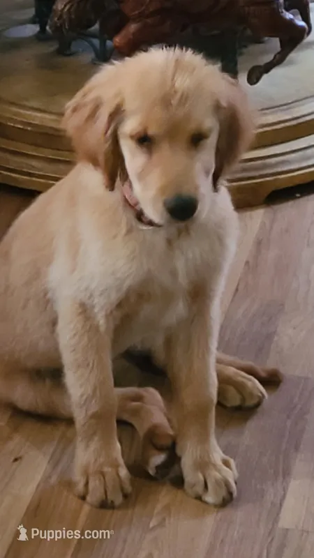 Ruby Rose – Golden Retriever puppy for sale in Shingletown, CA