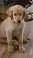 Ruby Rose, a female Golden Retriever for sale in Shingletown, CA – 8 of 10