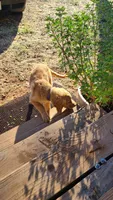 Dusty, a male Golden Retriever for sale in Shingletown, CA – 2 of 5