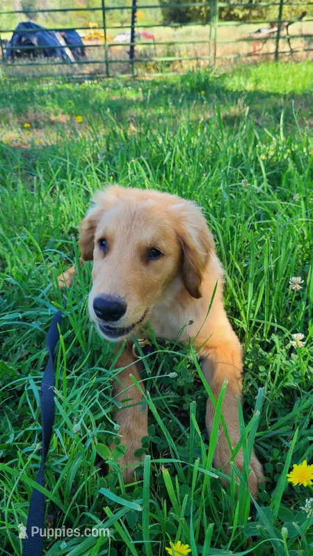 Dusty – Golden Retriever puppy for sale in Shingletown, CA
