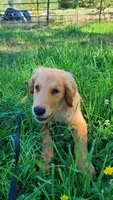 Dusty, a male Golden Retriever for sale in Shingletown, CA – 1 of 7