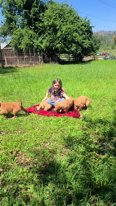 Rose, a female Golden Retriever for sale in Shingletown, CA – 6 of 6