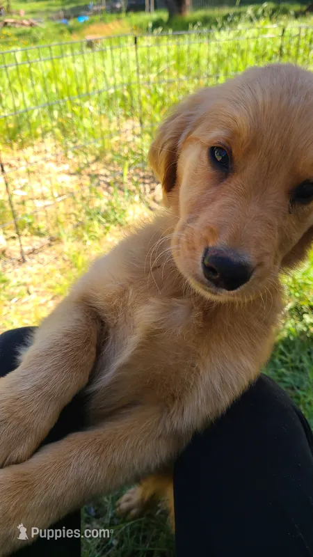 JD – Golden Retriever puppy for sale in Shingletown, CA