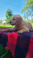 Ruby Rose, a female Golden Retriever for sale in Shingletown, CA – 2 of 10