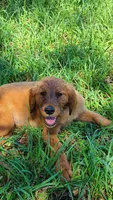 Kit, a female Golden Retriever for sale in Shingletown, CA – 2 of 10