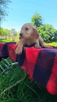 Ruby, a female Golden Retriever for sale in Shingletown, CA – 2 of 6
