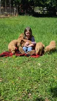 Ruby, a female Golden Retriever for sale in Shingletown, CA – 6 of 6