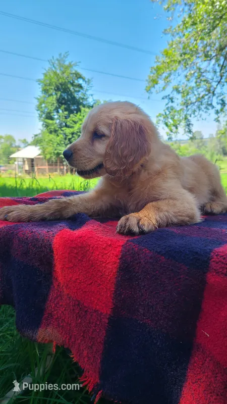 Ruby – Golden Retriever puppy for sale in Shingletown, CA