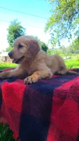 Ruby, a female Golden Retriever for sale in Shingletown, CA – 3 of 6