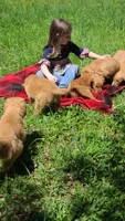 Tink, a female Golden Retriever for sale in Shingletown, CA – 5 of 7