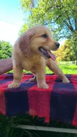 Tink, a female Golden Retriever for sale in Shingletown, CA – 3 of 7
