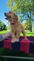 Tink, a female Golden Retriever for sale in Shingletown, CA – 2 of 7