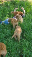 Tink, a female Golden Retriever for sale in Shingletown, CA – 6 of 7