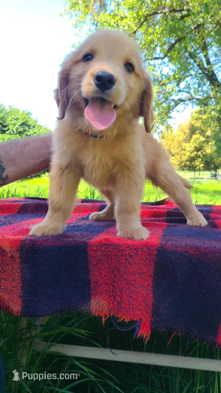 Tink – Golden Retriever puppy for sale in Shingletown, CA