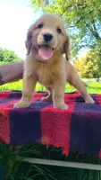 Tink, a female Golden Retriever for sale in Shingletown, CA – 1 of 7