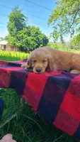Max, a male Golden Retriever for sale in Shingletown, CA – 3 of 7