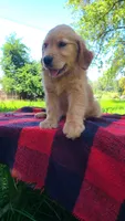 Buddy, a male Golden Retriever for sale in Shingletown, CA – 1 of 6