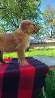 Buddy, a male Golden Retriever for sale in Shingletown, CA – 3 of 6