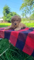 Max, a male Golden Retriever for sale in Shingletown, CA – 4 of 7