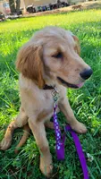 Ruby Rose, a female Golden Retriever for sale in Shingletown, CA – 5 of 10