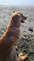 Ruby Rose, a female Golden Retriever for sale in Shingletown, CA – 6 of 10