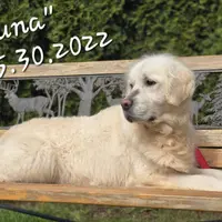 LUNA (with Full AKC), a female English Cream Golden Retriever for sale in Marysville, WA – Photo 1 of 2