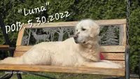 LUNA (with Full AKC), a female English Cream Golden Retriever for sale in Marysville, WA – Photo 1 of 2