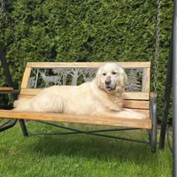 LUNA (with Full AKC), a female English Cream Golden Retriever for sale in Marysville, WA – Photo 2 of 2