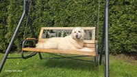 LUNA (with Full AKC), a female English Cream Golden Retriever for sale in Marysville, WA – Photo 2 of 2