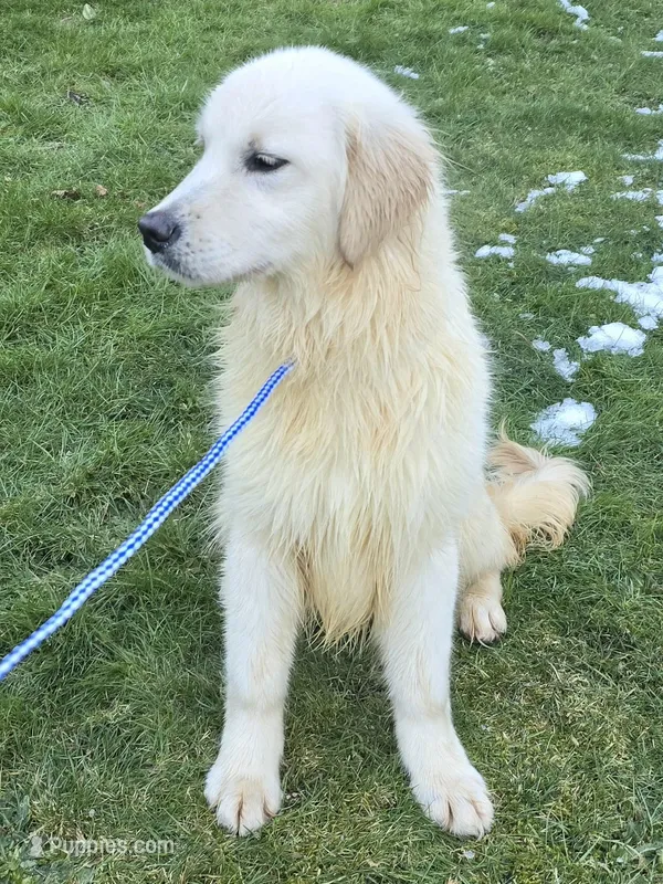 Bella – English Cream Golden Retriever puppy for sale in Marysville, WA