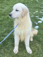 Bella, a female English Cream Golden Retriever for sale in Marysville, WA – 1 of 1