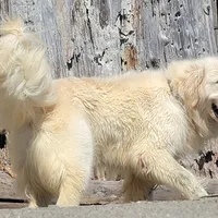 ROMEO SupperBoyGoodForBreeding, a male English Cream Golden Retriever for sale in Marysville, WA – Photo 3 of 5
