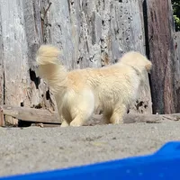 ROMEO SupperBoyGoodForBreeding, a male English Cream Golden Retriever for sale in Marysville, WA – Photo 5 of 5