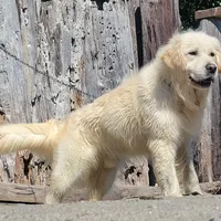 ROMEO SupperBoyGoodForBreeding, a male English Cream Golden Retriever for sale in Marysville, WA – Photo 2 of 5