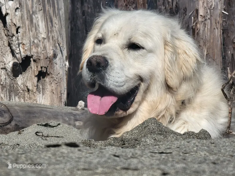 ROMEO SupperBoyGoodForBreeding