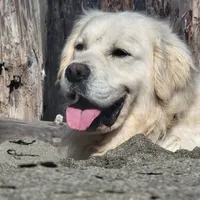 ROMEO SupperBoyGoodForBreeding, a male English Cream Golden Retriever for sale in Marysville, WA – Photo 1 of 5