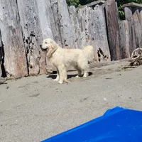 ROMEO SupperBoyGoodForBreeding, a male English Cream Golden Retriever for sale in Marysville, WA – Photo 4 of 5