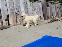 processed/153cb8b5-d75e-4f6b-8204-728c82183c13/listing/6135e58f-8652-4223-a4c7-e14f9f7b2df4/f64bf9d5-0b85-4b68-b23c-304bcee5c069