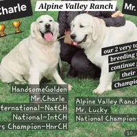 Soffe, a female English Cream Golden Retriever for sale in Marysville, WA – Photo 2 of 3