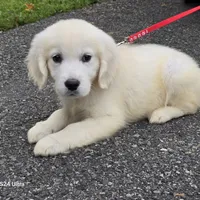 Soffe, a female English Cream Golden Retriever for sale in Marysville, WA – Photo 3 of 3