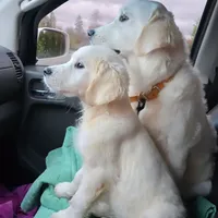 Soffe, a female English Cream Golden Retriever for sale in Marysville, WA – Photo 1 of 3