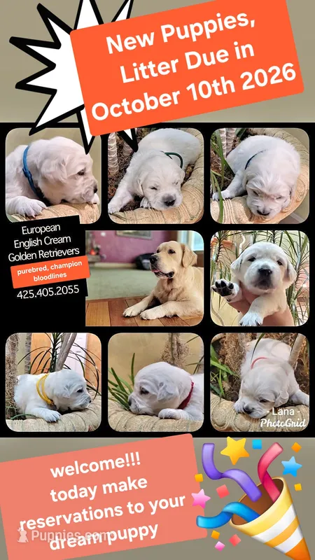 NEW  puppies coming soon  – English Cream Golden Retriever puppy for sale in Marysville, WA