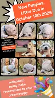 NEW  puppies coming soon , a  English Cream Golden Retriever for sale in Marysville, WA – 1 of 1