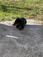 Puppies coming soon!, a  Miniature Dachshund for sale in Orlando, FL – Photo 2 of 2