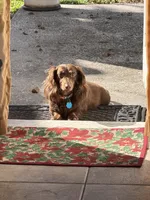 Puppies coming soon!, a  Miniature Dachshund for sale in Orlando, FL – Photo 1 of 2