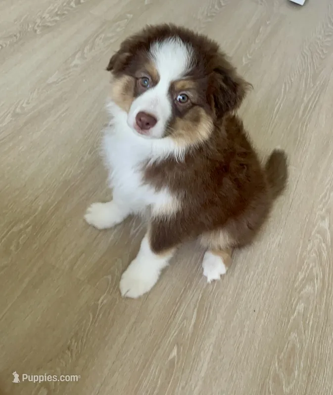 Bubbles – Australian Shepherd puppy for sale in Mooresville, NC